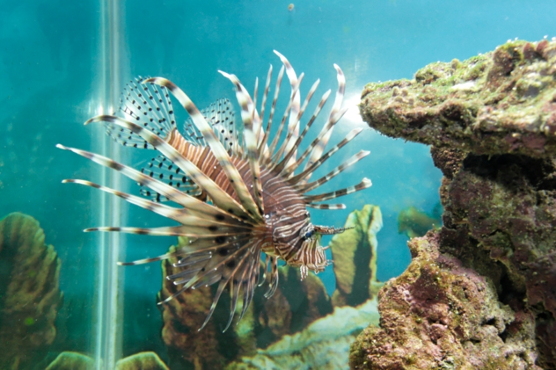 Pterois volitans (lionfish), Aquarium 1.jpg - Pterois volitans (lionfish)